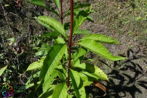 Eupatorium purpureum(1).jpg_product